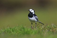 White Wagtail